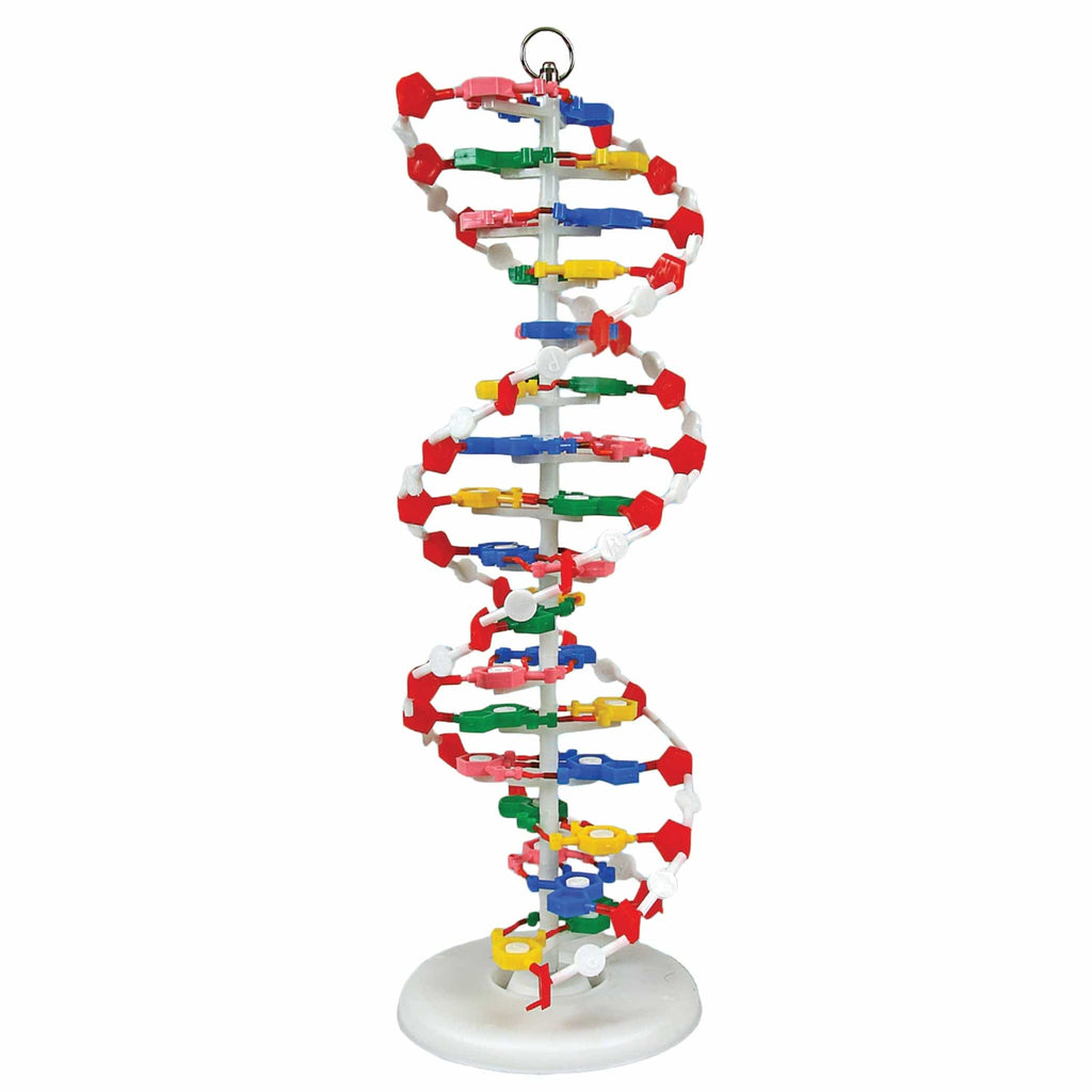 United Scientific Dna Model, Pre-Assembled – AmScope