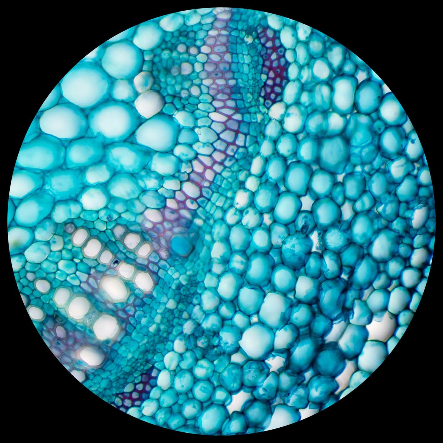 AmScope M620 Series Monocular LED Compound Microscope