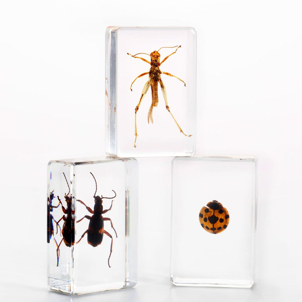 AmScope 3D Real Land Insect Specimen 3PC Kit W/ Ladybug, Beetle, Grass