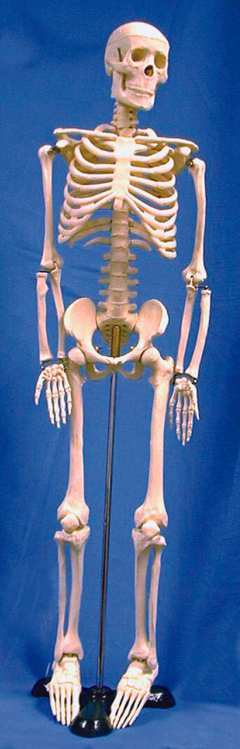United Scientific Human Skeleton Model, 85Cm