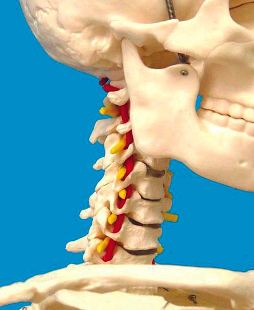 United Scientific Human Skeleton Model, Life-Sized