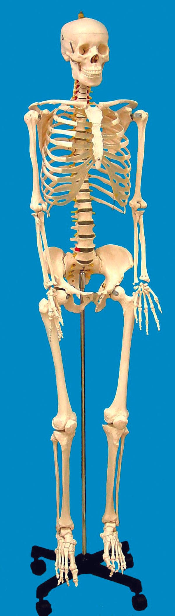 United Scientific Human Skeleton Model, Life-Sized