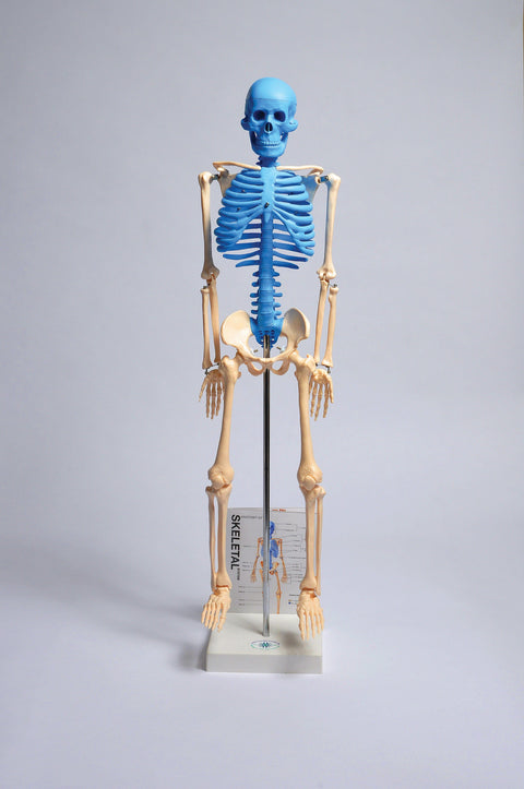 United Scientific Human Skeleton Model With Fold-Out Guide
