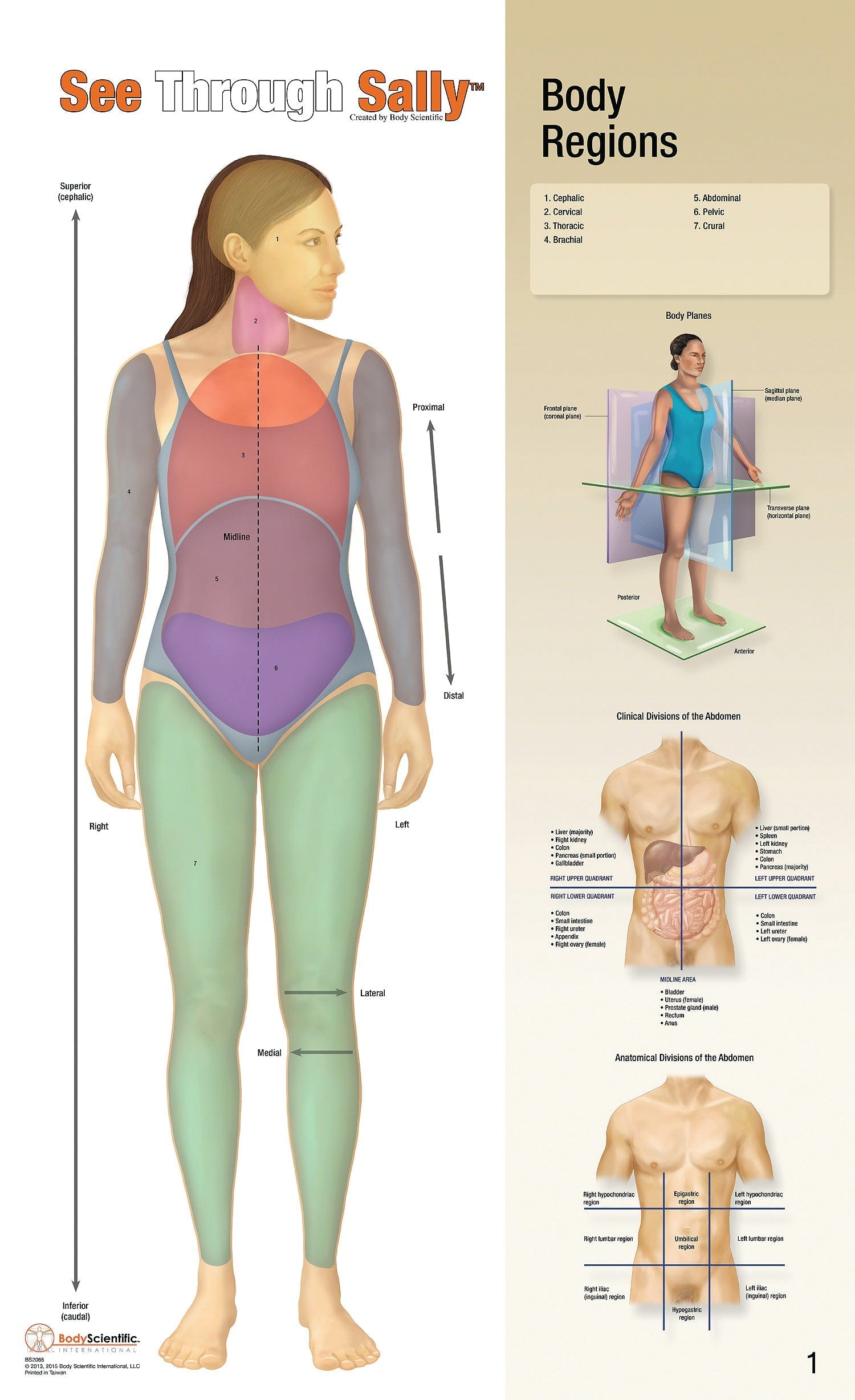 United Scientific See-Through Sally™ Human Anatomy Display