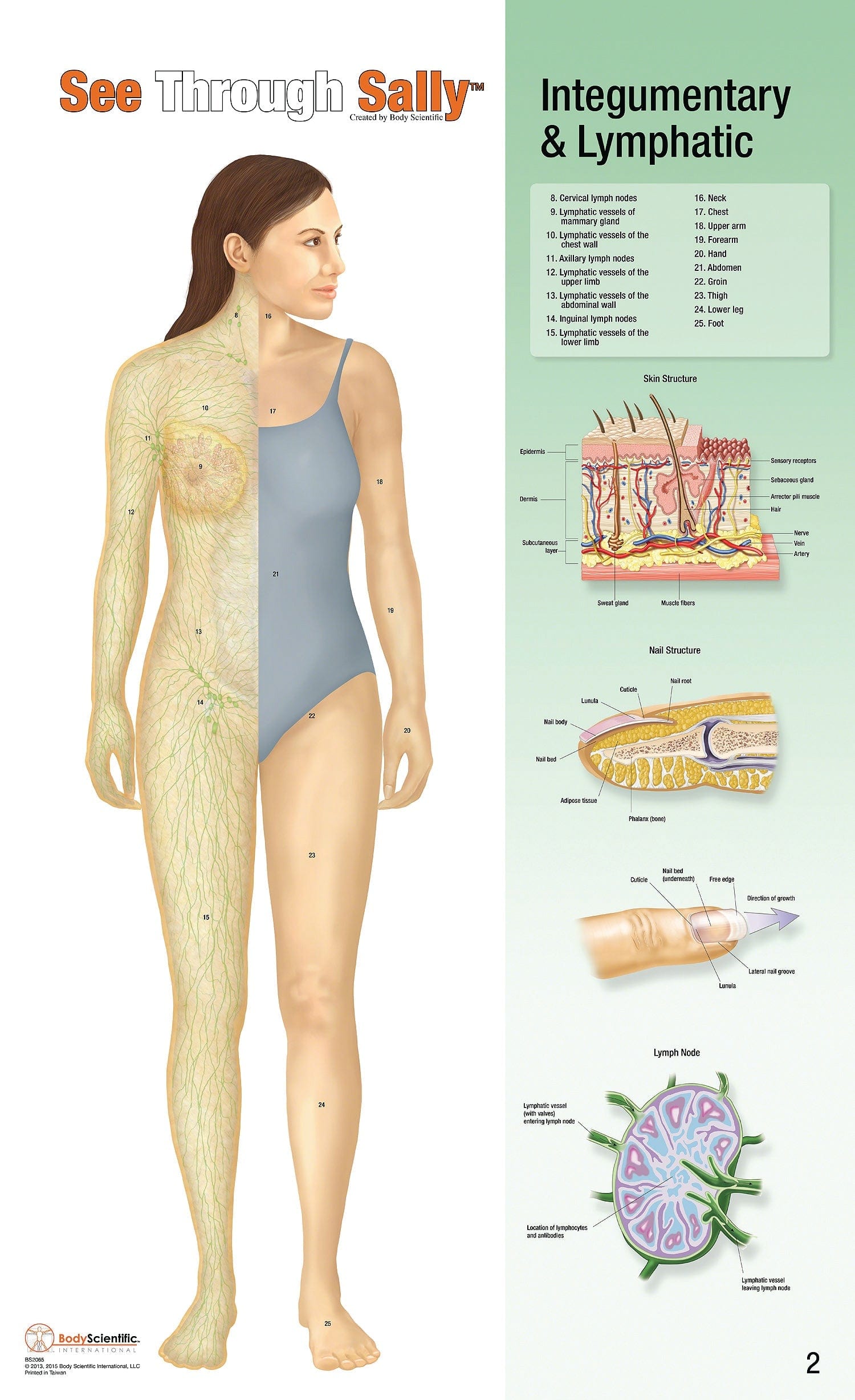 United Scientific See-Through Sally™ Human Anatomy Display