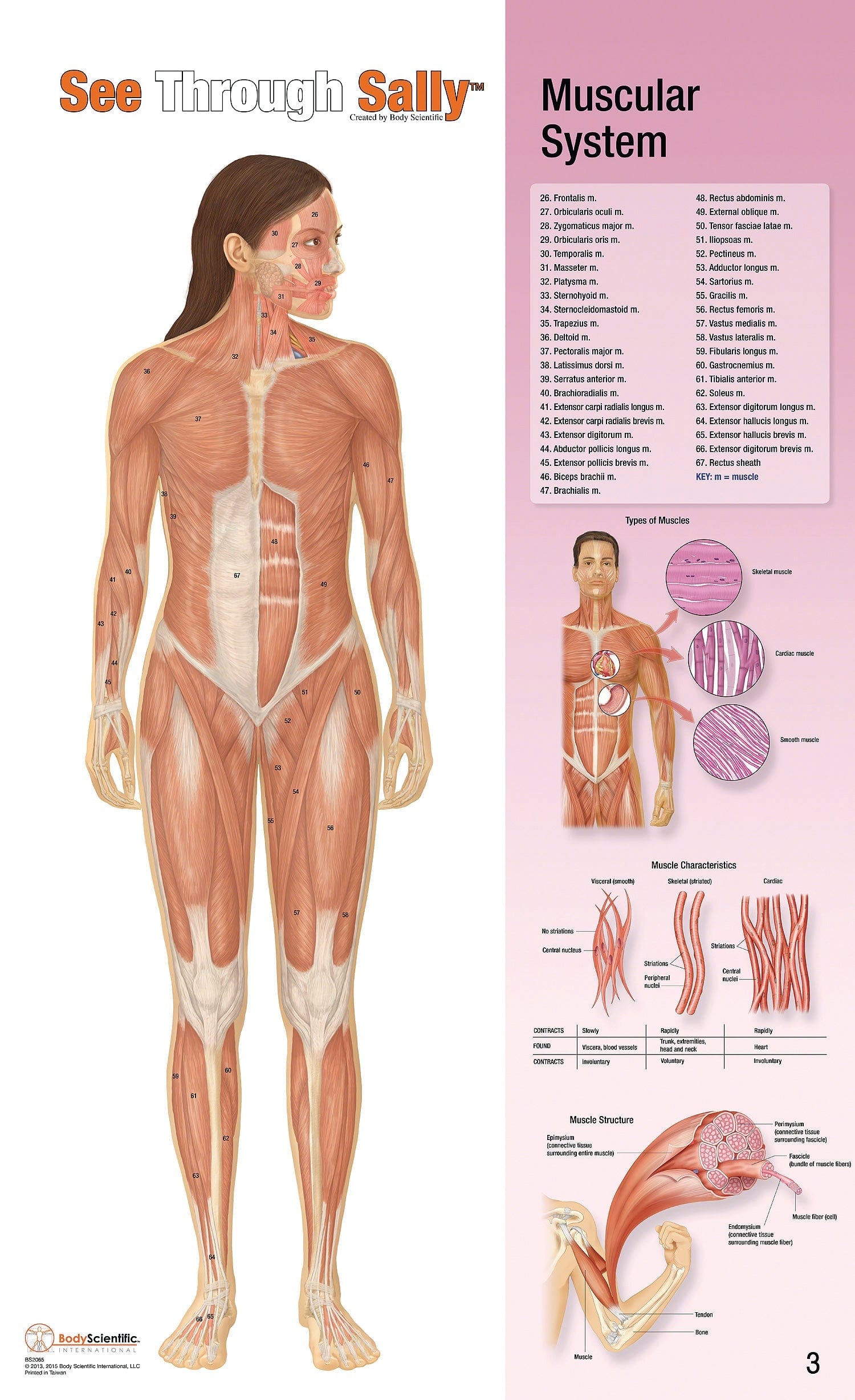 United Scientific See-Through Sally™ Human Anatomy Display