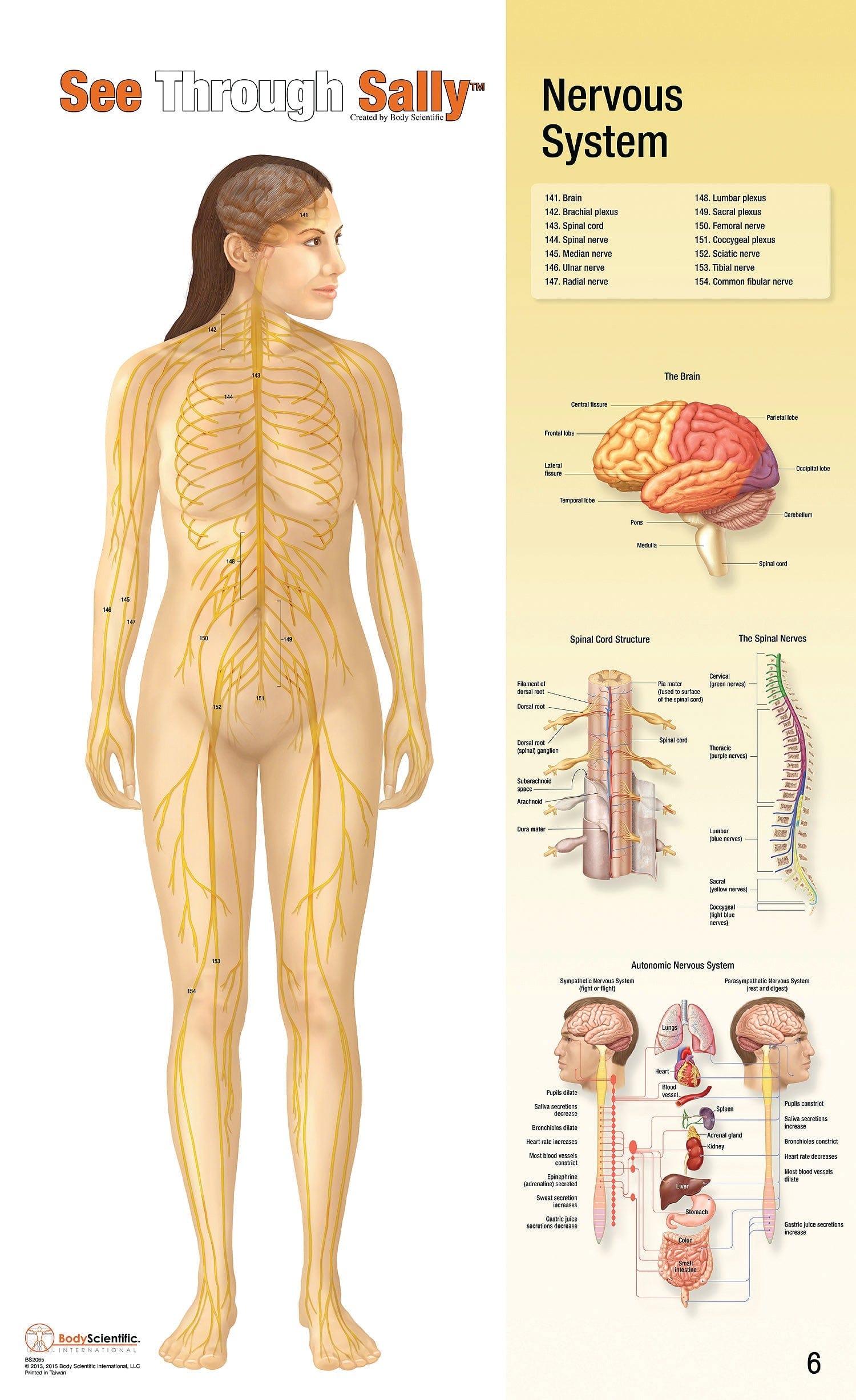 United Scientific See-Through Sally™ Human Anatomy Display