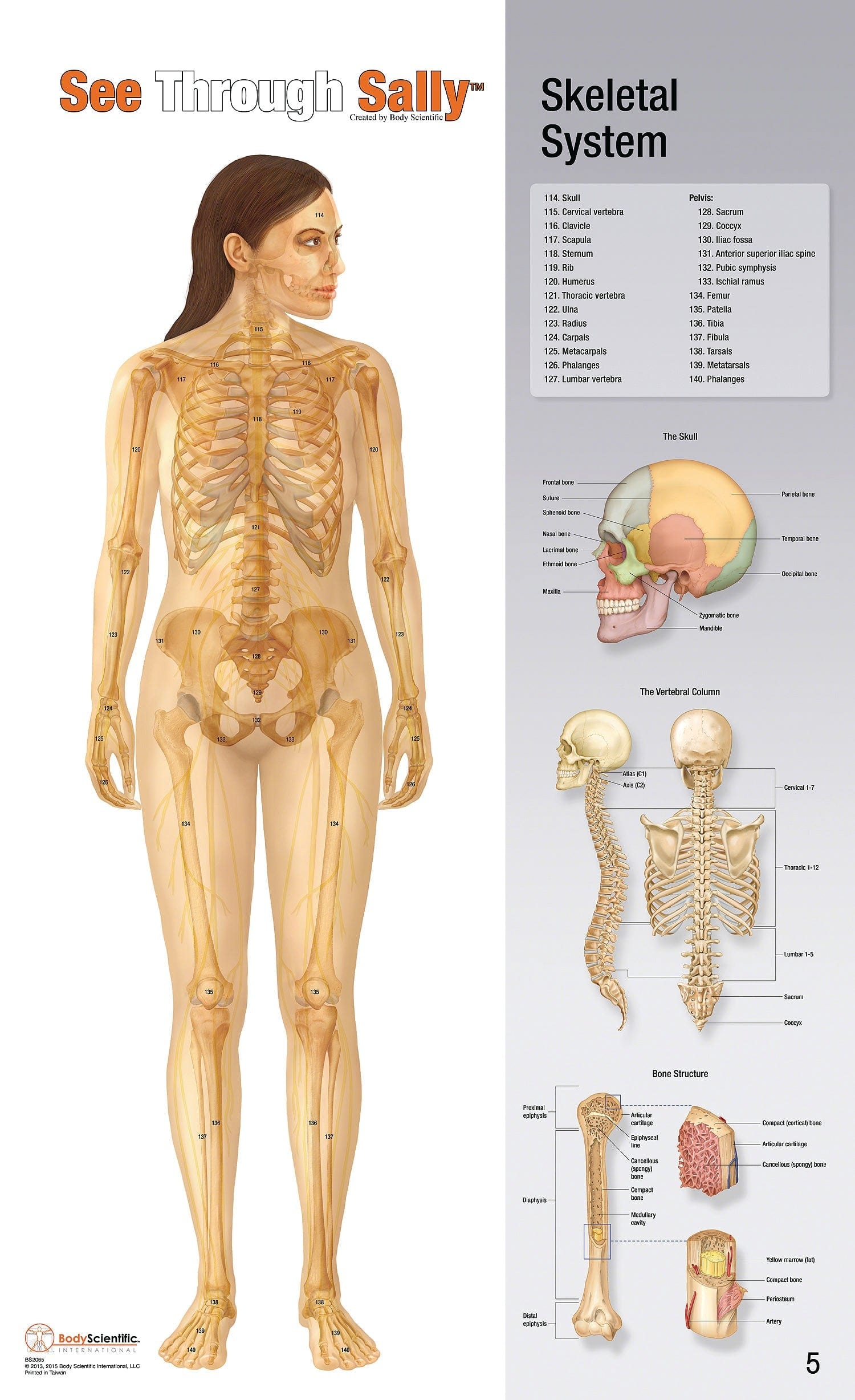 United Scientific See-Through Sally™ Human Anatomy Display
