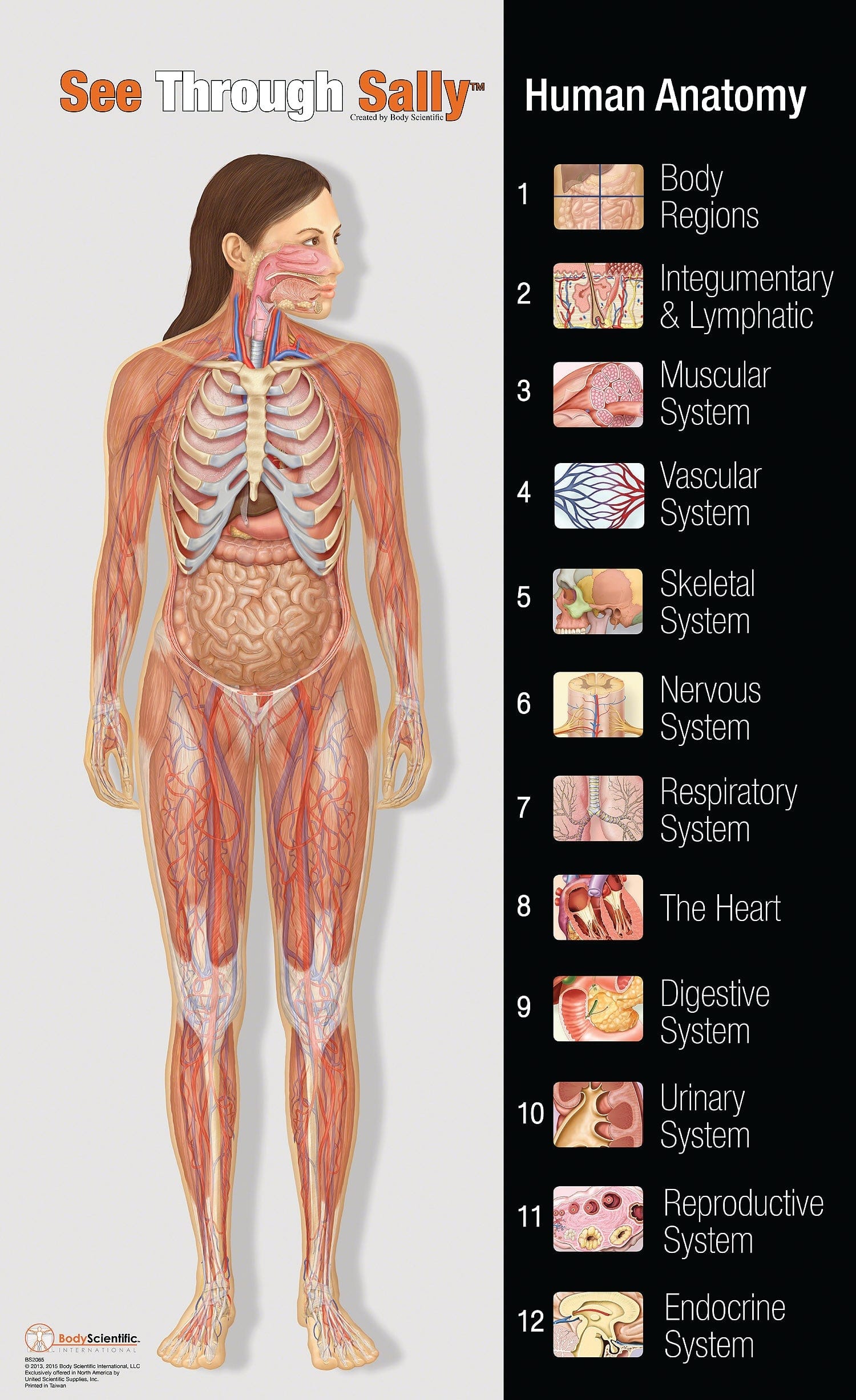 United Scientific See-Through Sally™ Human Anatomy Display