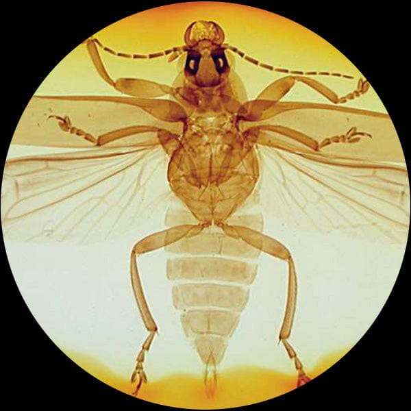 Amscope SE306R-PZ Stereo Microscope for Kids Industrial Inspection, PCB & Soldering, Gem & Jewelry