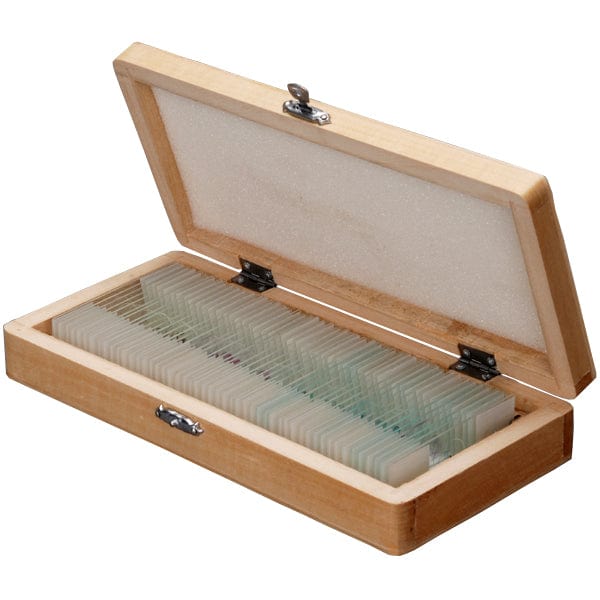 50 PCS Biologie Verre Préparé Microscope Diapositives Spécimens en Bois Boîte De Rangement De Lame en Cas Biologie Glissière Titulaire Scientifique Microscope Boîte De Glissière 50 PCS Biologie Verre Préparé Microscope Diapositives Spécimens en Bois Boîte De Rangement De Lame en Cas Biologie Glissière Titulaire Scientifique Microscope Boîte De Glissière